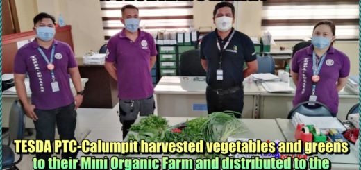 TESDA PTC Calumpit harvested vegetables and greens to their Mini Organic Farm and distributed to the Job Orders and nearby residents